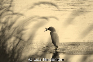 Egret in the reeds- Sepia by Lisa Hinderlider 